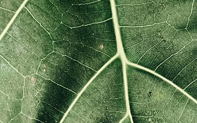 Close-up of a green leaf