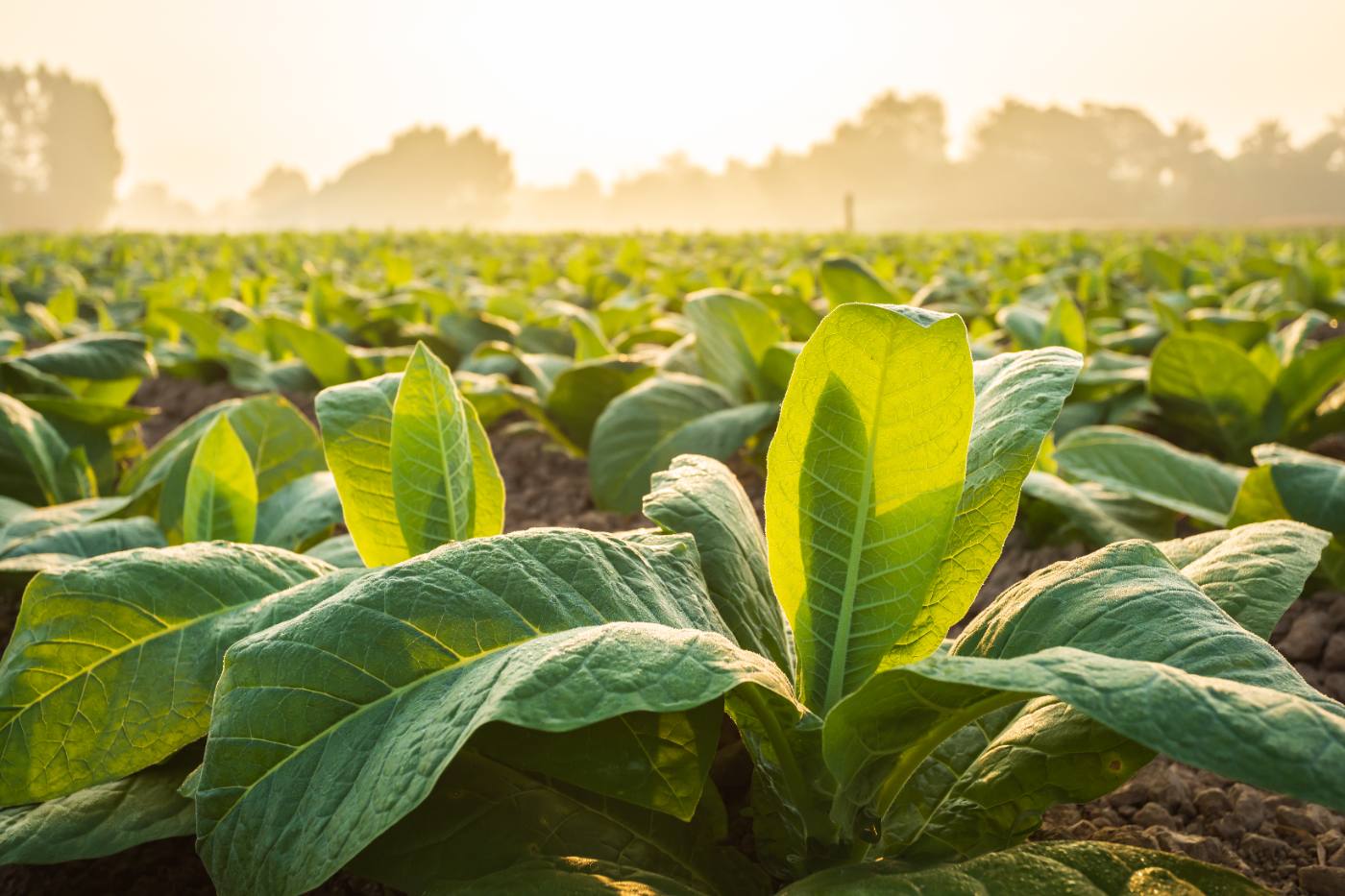 Tobacco cultivation